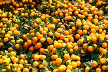 Mandarin Çince yeni yıl için