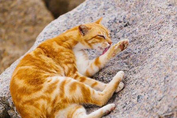 Straßenkatze — Stockfoto