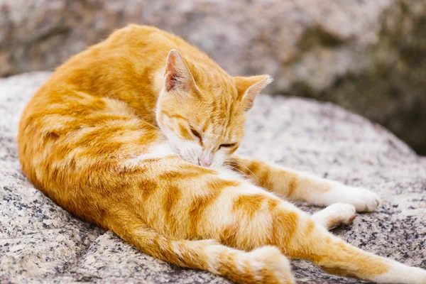 Gatto di strada sdraiato sulla roccia — Foto Stock