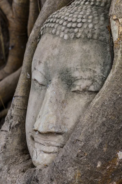 Tête de Bouddha dans un arbre banyan à Ayutthaya — Photo
