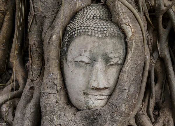 Cabeça de Buda em banyan tree — Fotografia de Stock