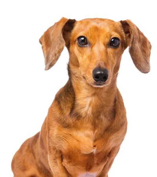 Perro salchicha aislado en blanco — Foto de Stock