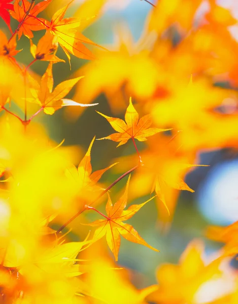 Yellow maple leaves — Stock Photo, Image