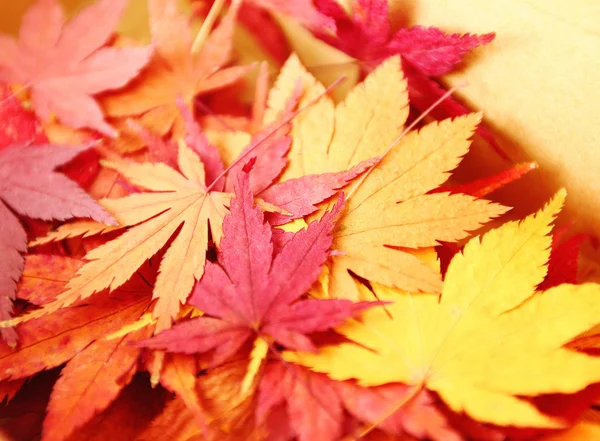 Autumn maple leaves in box — Stock Photo, Image