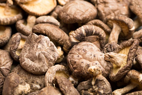 Dried mushroom — Stock Photo, Image