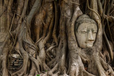 Buda baş heykeli ve banyan tree