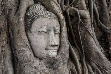 Buda'nın kafasından ayutthaya banyan ağacı