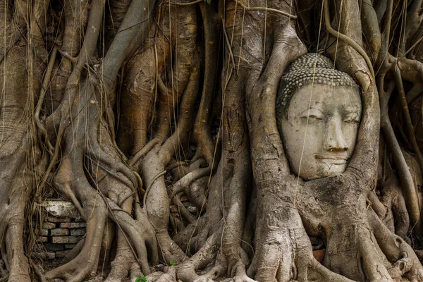 Estátua de cabeça de Buda e a árvore banyan — Fotografia de Stock