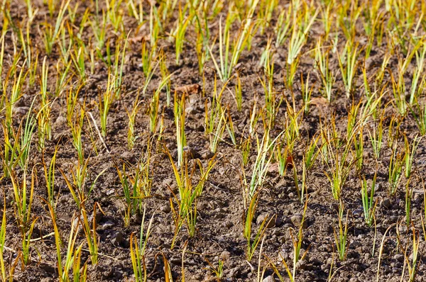 Green plant in the field — Stock Photo, Image