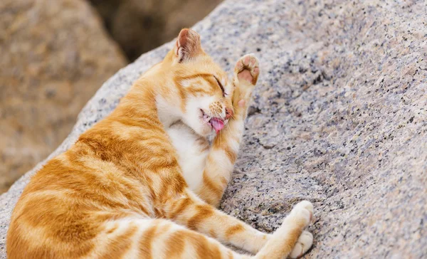 Gatto di strada sdraiato sulla roccia — Foto Stock