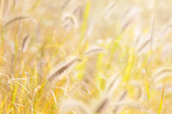 Reed a slunečního záření — Stock fotografie