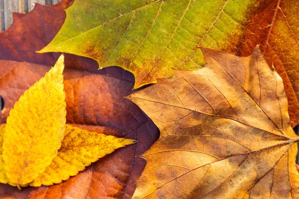 Feuilles d'érable d'automne — Photo