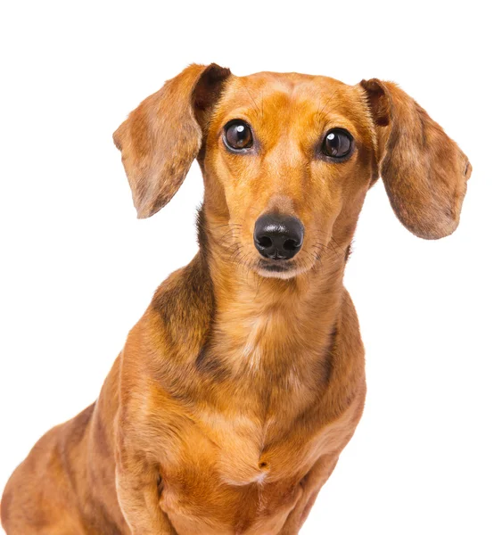 Dachshund dog — Stock Photo, Image