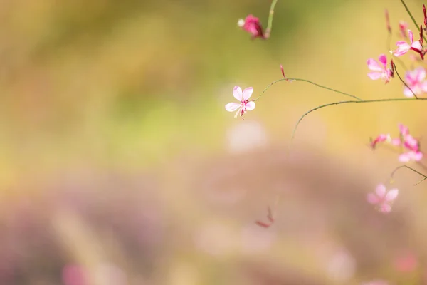 Kleine rosa Blume — Stockfoto