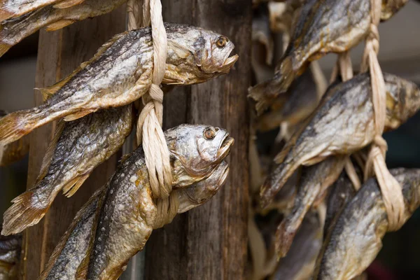 Сухая соленая рыба висит на складе — стоковое фото