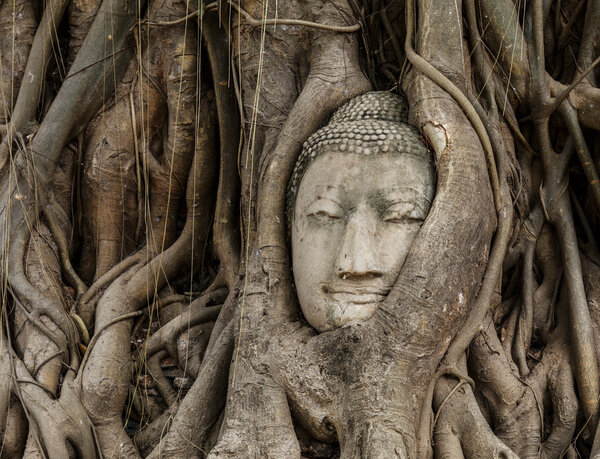 Buddha head in old tree