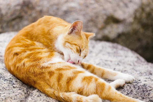 Gato de rua — Fotografia de Stock