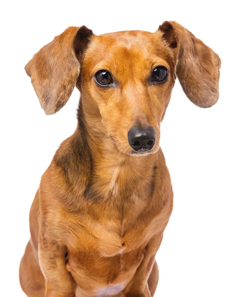 Dachshund cão retrato — Fotografia de Stock