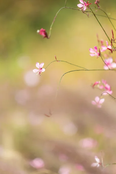 Rosa Blume aus nächster Nähe — Stockfoto