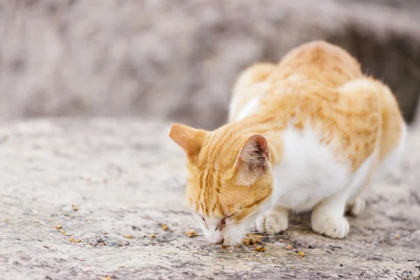 Rua gato comer comida — Fotografia de Stock