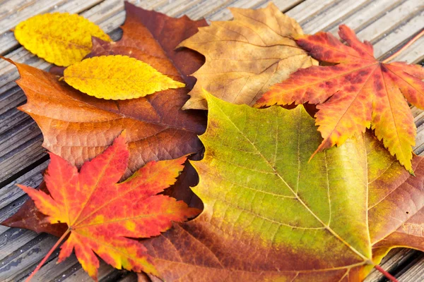 Herfst esdoorn verlaten met houten achtergrond — Stockfoto