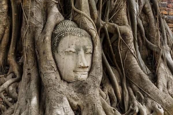 Hoofd Boeddhabeeld in banyan tree aan ayutthaya — Stockfoto