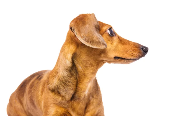 Dachshund perro mirando hacia atrás — Foto de Stock