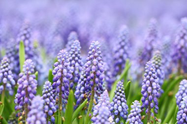 mor muscari botryoides