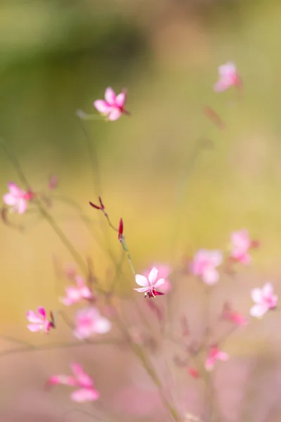 Small pink flower — Stock Photo, Image