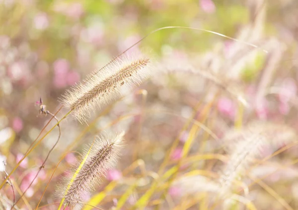 Wildnisgras — Stockfoto