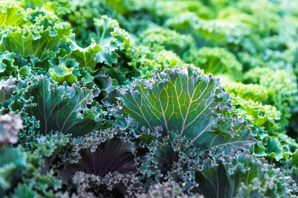 Frischer Salat aus nächster Nähe — Stockfoto