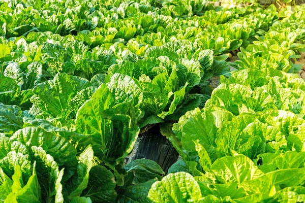 Čerstvý salát v poli — Stock fotografie