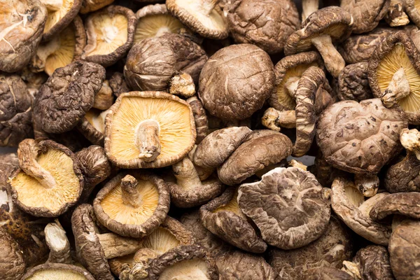 Dried mushroom — Stock Photo, Image