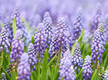 mor muscari botryoides