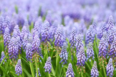 mor muscari botryoides