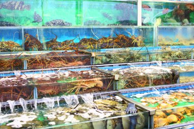 Seafood market akvaryum hong Kong
