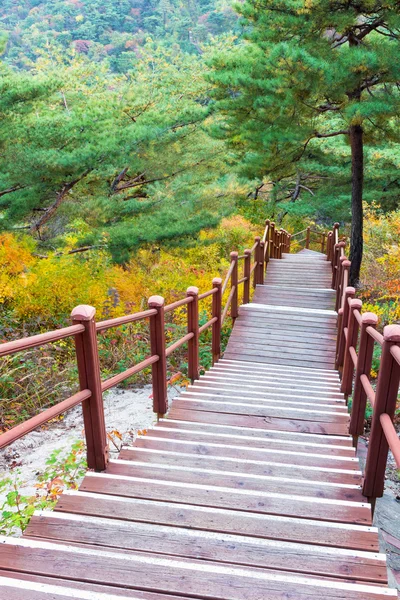 Gradini in legno nella foresta — Foto Stock