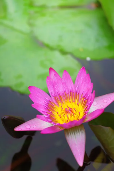 Waterlily in the lake — Stock Photo, Image