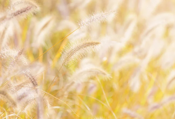 Höstens reed i solljus — Stockfoto