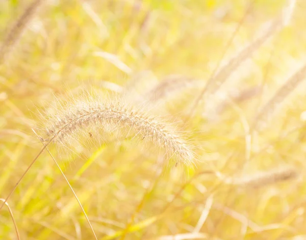 Reed e luz solar — Fotografia de Stock