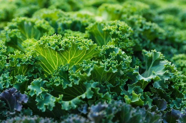 Lechuga fresca — Foto de Stock