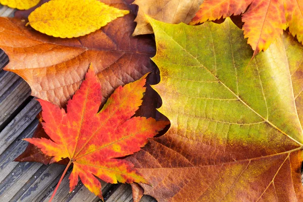 Autumn maple leave — Stock Photo, Image