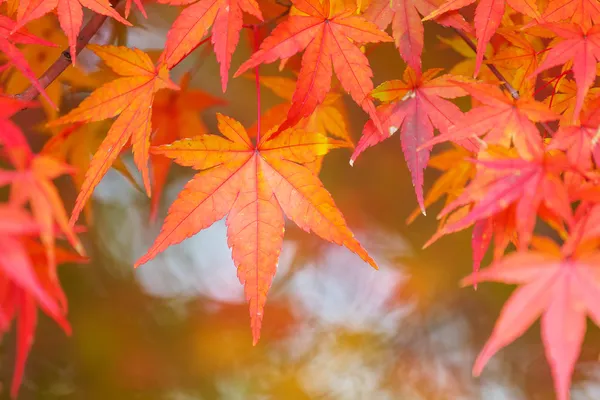 Árbol de arce rojo —  Fotos de Stock