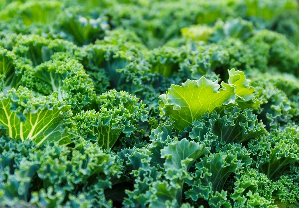 Fresh lettuce texture — Stock Photo, Image