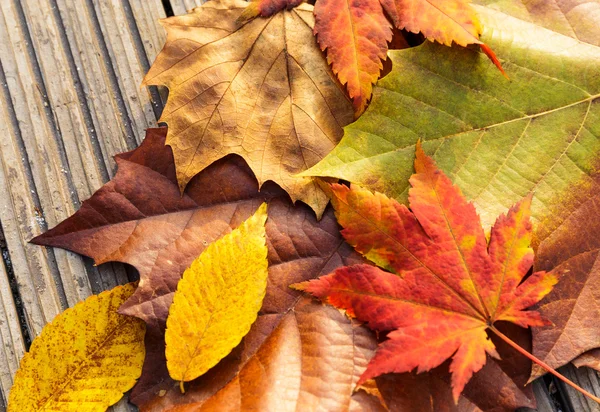 Maple leave in autumn season — Stock Photo, Image