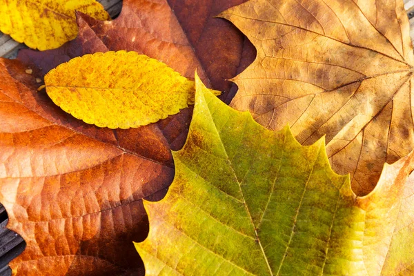 Esdoorn verlaten in de herfst — Stockfoto