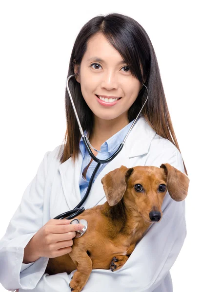 Veterinarian with dachshund dog — Stock Photo, Image