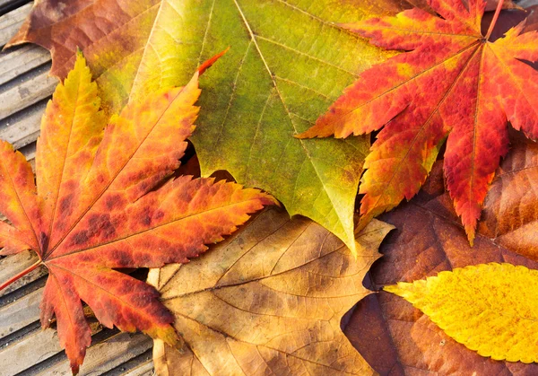 Esdoorn verlaten in de herfst — Stockfoto