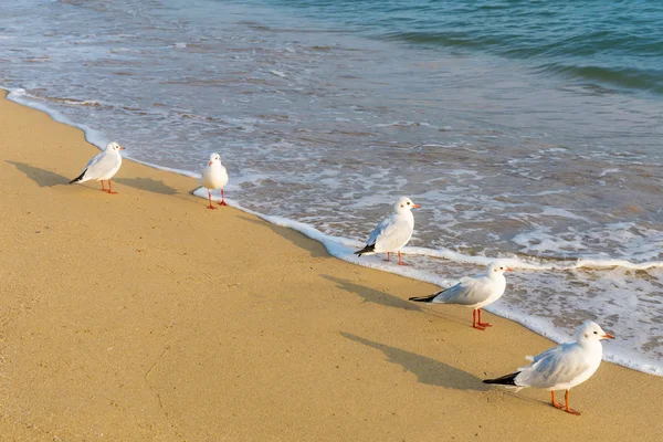 Möwe am Strand — Stockfoto