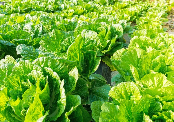 Frischer Salat auf dem Feld — Stockfoto